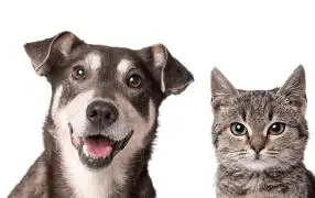 Picture for category Eye Care